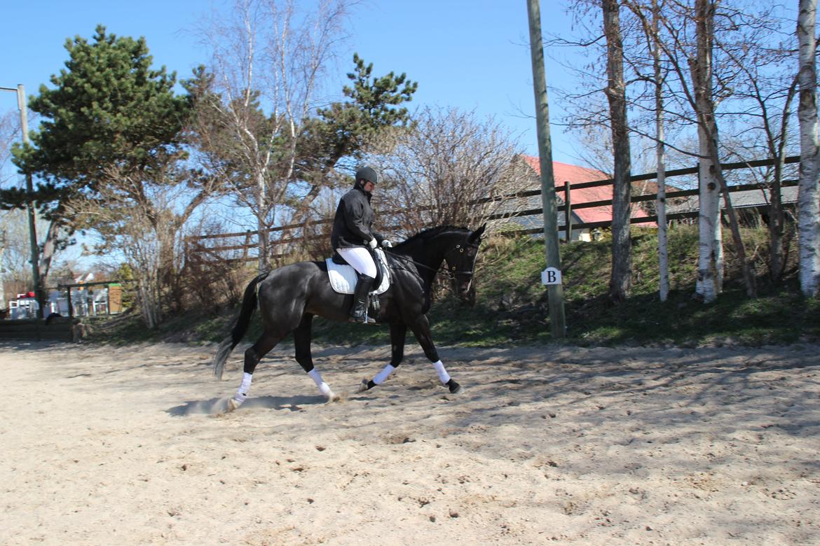 Hollandsk Varmblod Seja billede 18