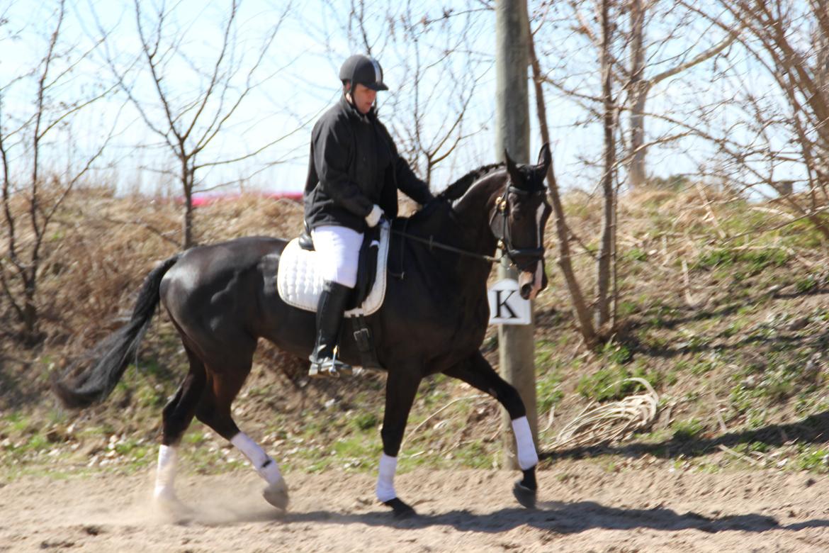 Hollandsk Varmblod Seja billede 19