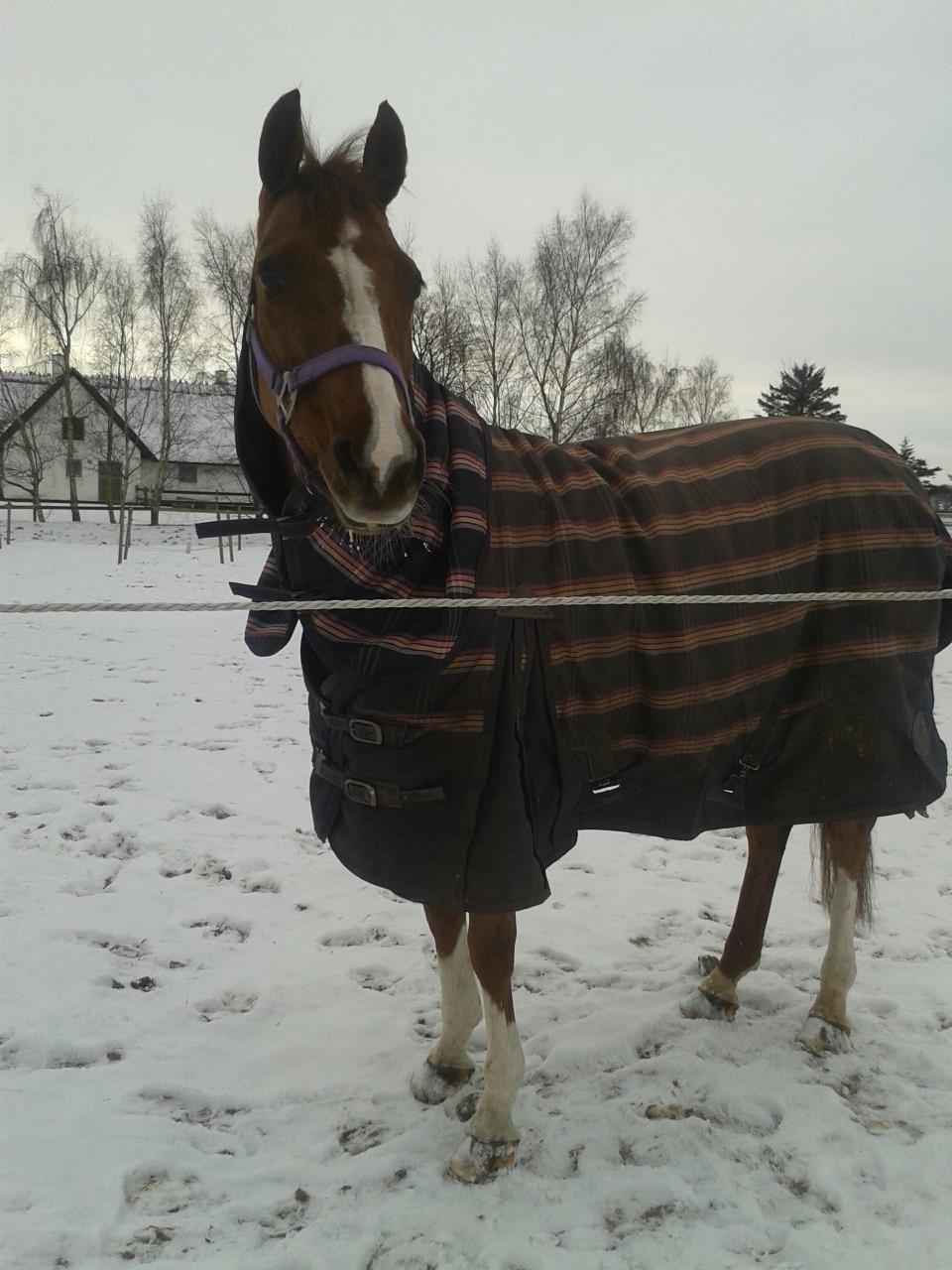 DSP | Night-Girl [ Red ] Solgt. billede 10