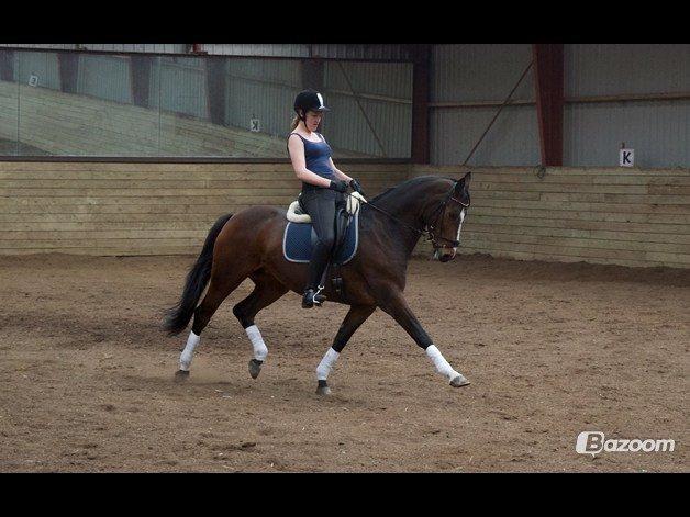 Hannoveraner Raedkaers Wayona - Velkommen til Raedkaers Wayonas profil, og her i en fri trav :D billede 1