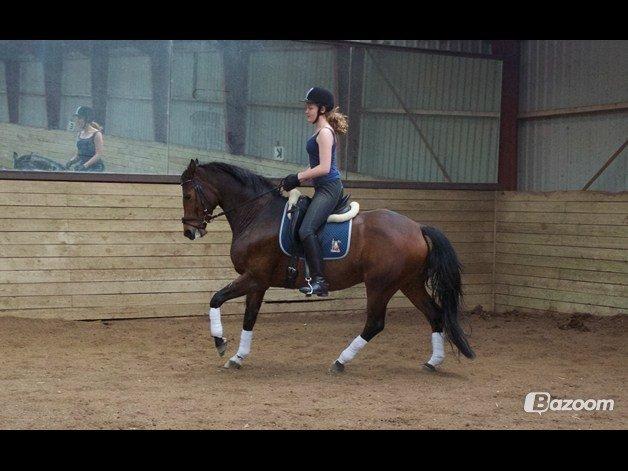 Hannoveraner Raedkaers Wayona billede 2