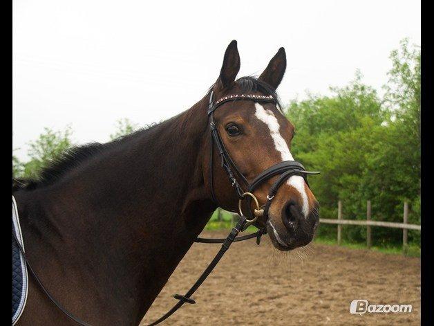 Hannoveraner Raedkaers Wayona billede 4