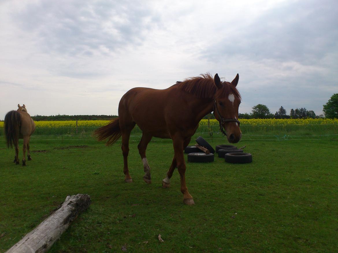 Anden særlig race Djibsi May - Første gang på fold med de andre <3 billede 8