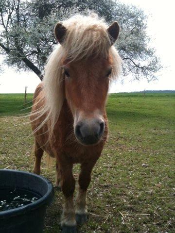 Anden særlig race Fila af Brobygaard - Nyeste Billede af min lille Filaskat billede 1
