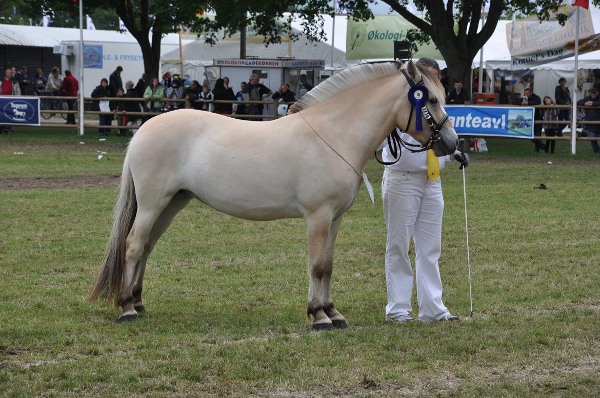 Fjordhest Isabella Strødam - Roskilde 2012 da jeg vandt mønstringskonkurrencen. Isabella fik 23 point.   billede 14