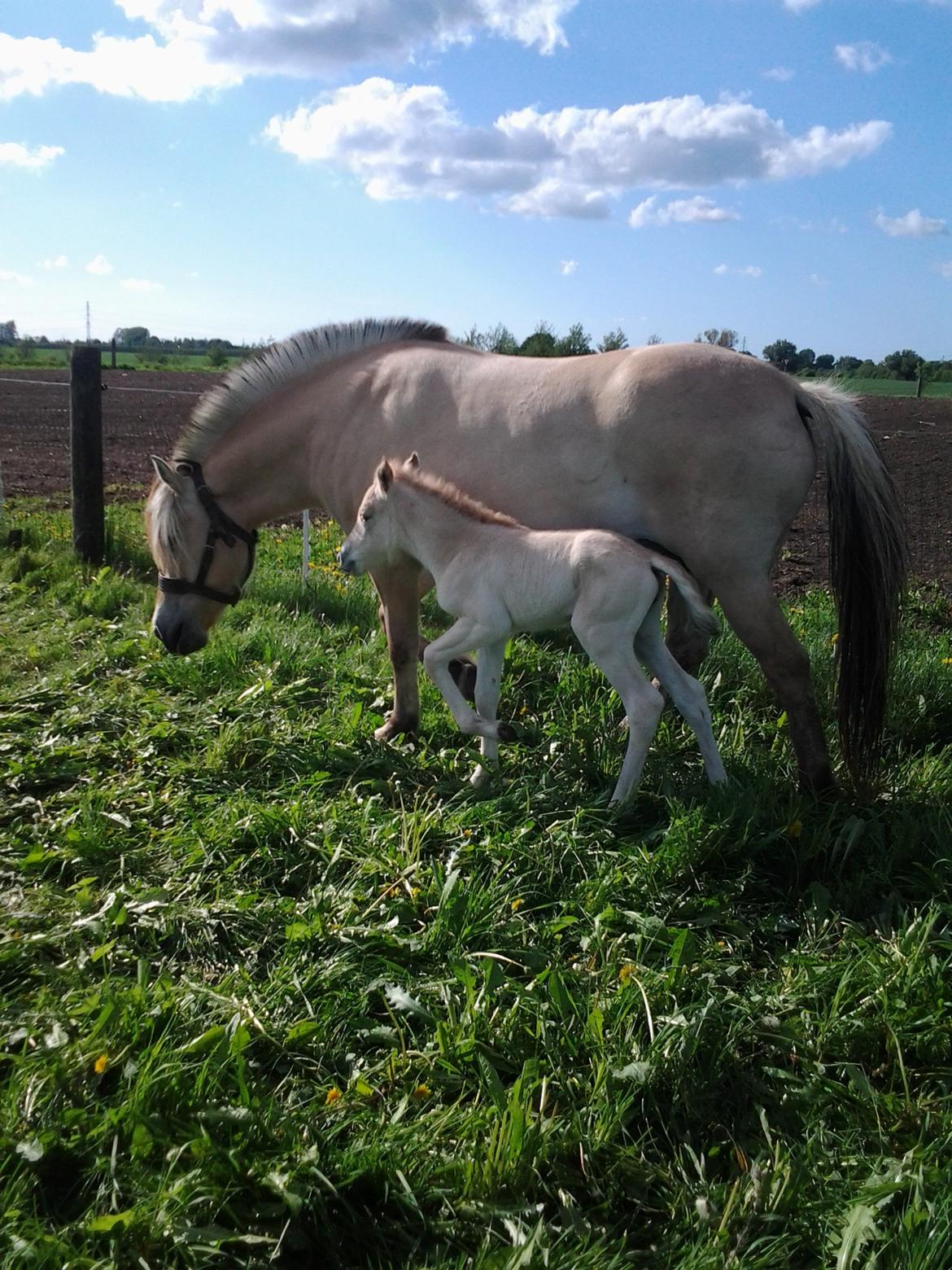 Fjordhest Isabella Strødam - 23-05-13 så kom Tulstruplunds  M..... til verden en fin hoppe billede 15