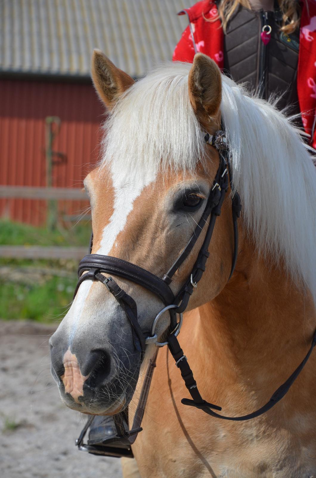 Haflinger Nich Kastanjegård - <3. billede 2