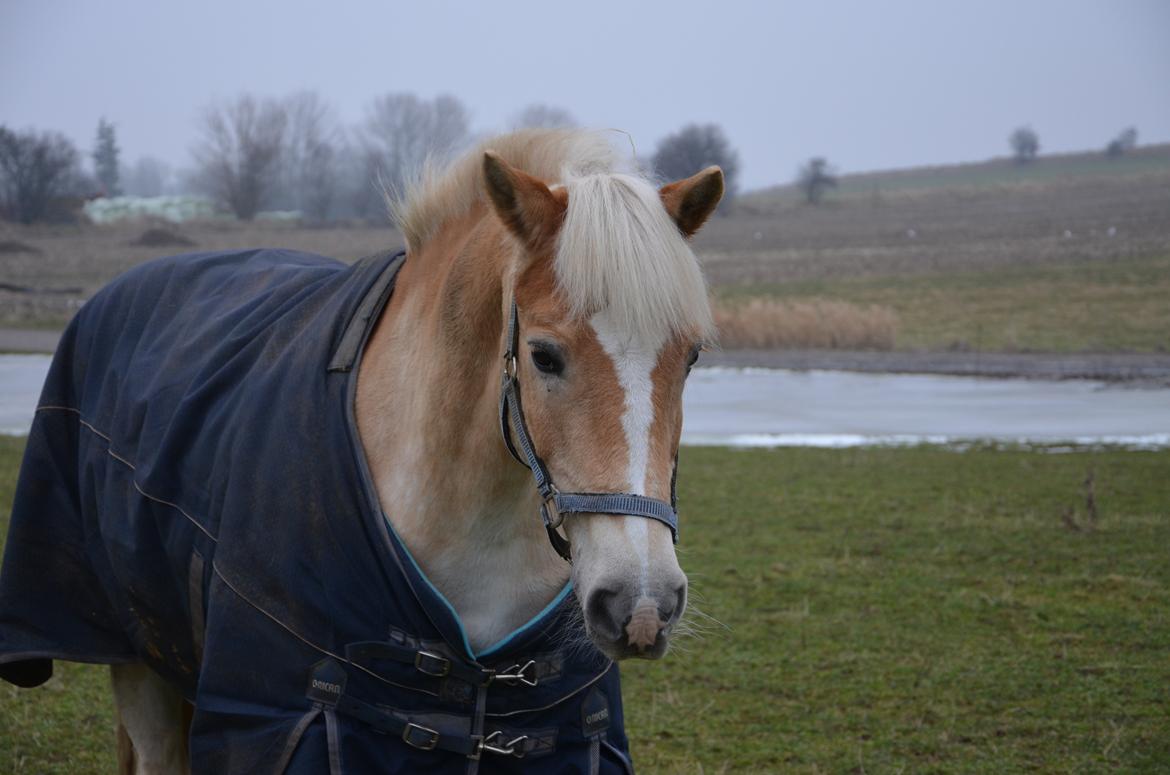 Haflinger Nich Kastanjegård billede 3