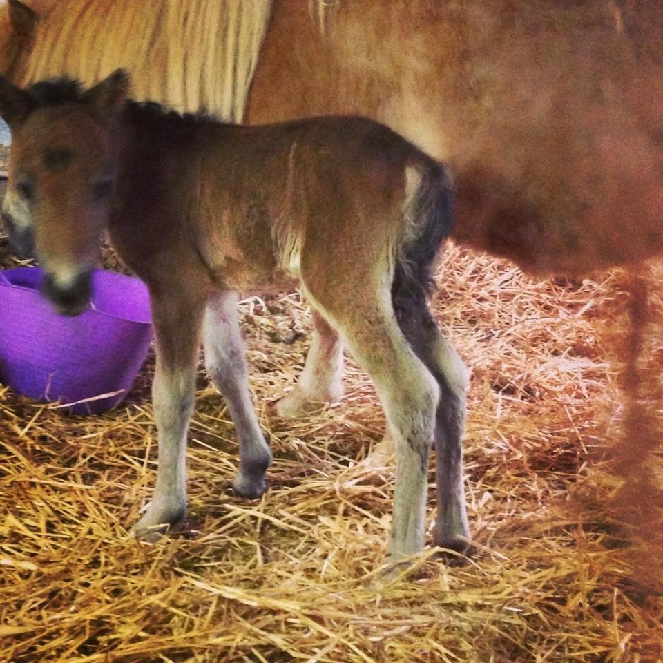 Anden særlig race Cira (udlånt) - Cira ca 7 timer gammel billede 3