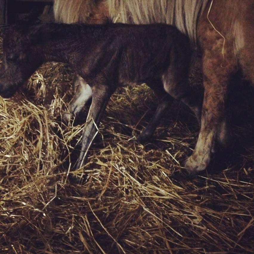 Anden særlig race Cira (udlånt) - Første gang på benene billede 4