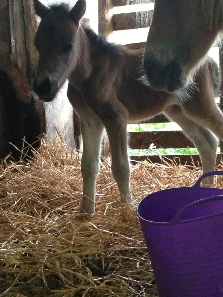 Anden særlig race Cira (udlånt) - Cira ca 7 timer gammel billede 5
