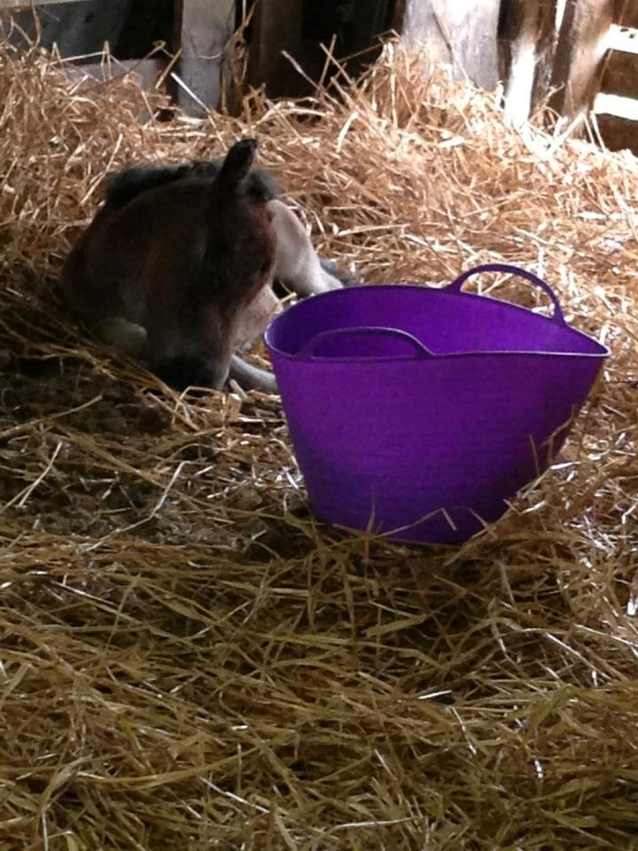 Anden særlig race Cira (udlånt) - Cira ca 7 timer gammel billede 6