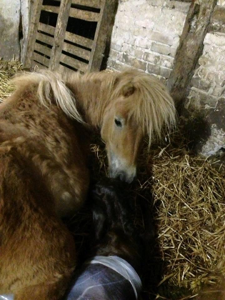 Anden særlig race Cira (udlånt) billede 7