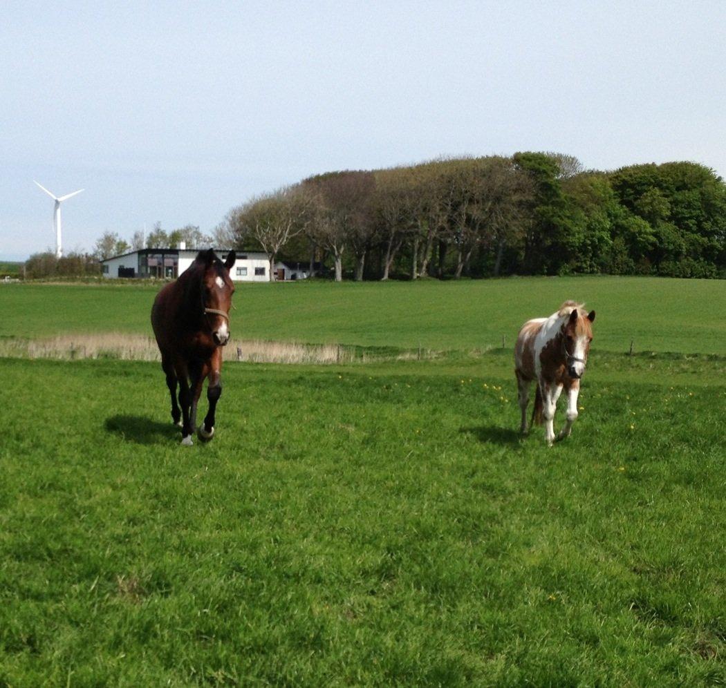 Dansk Varmblod Fladhøjs Asterix billede 16