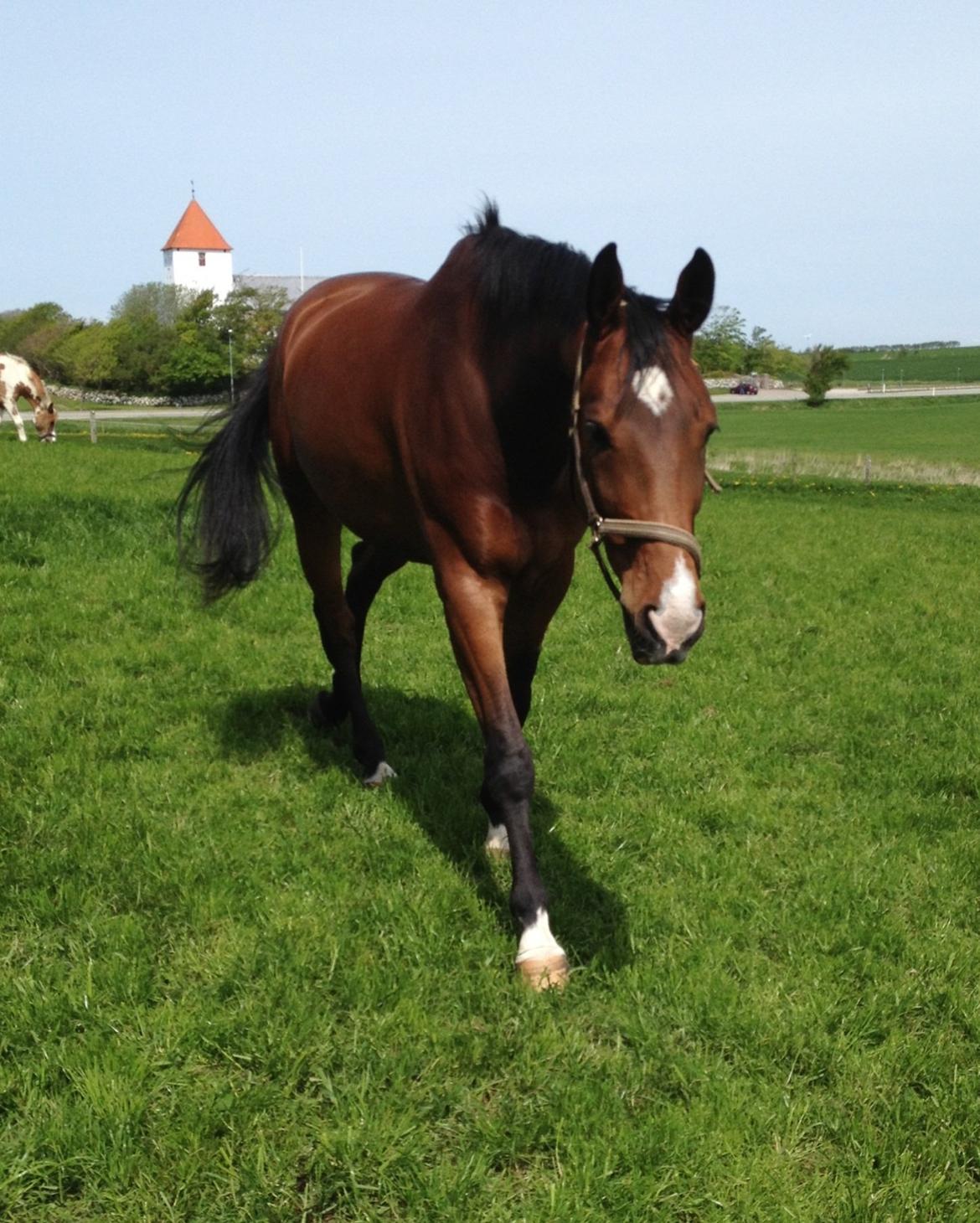 Dansk Varmblod Fladhøjs Asterix billede 18