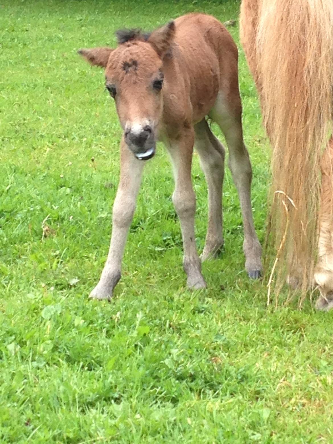 Anden særlig race Cira (udlånt) - Cira ca 10 timer gammel  billede 2