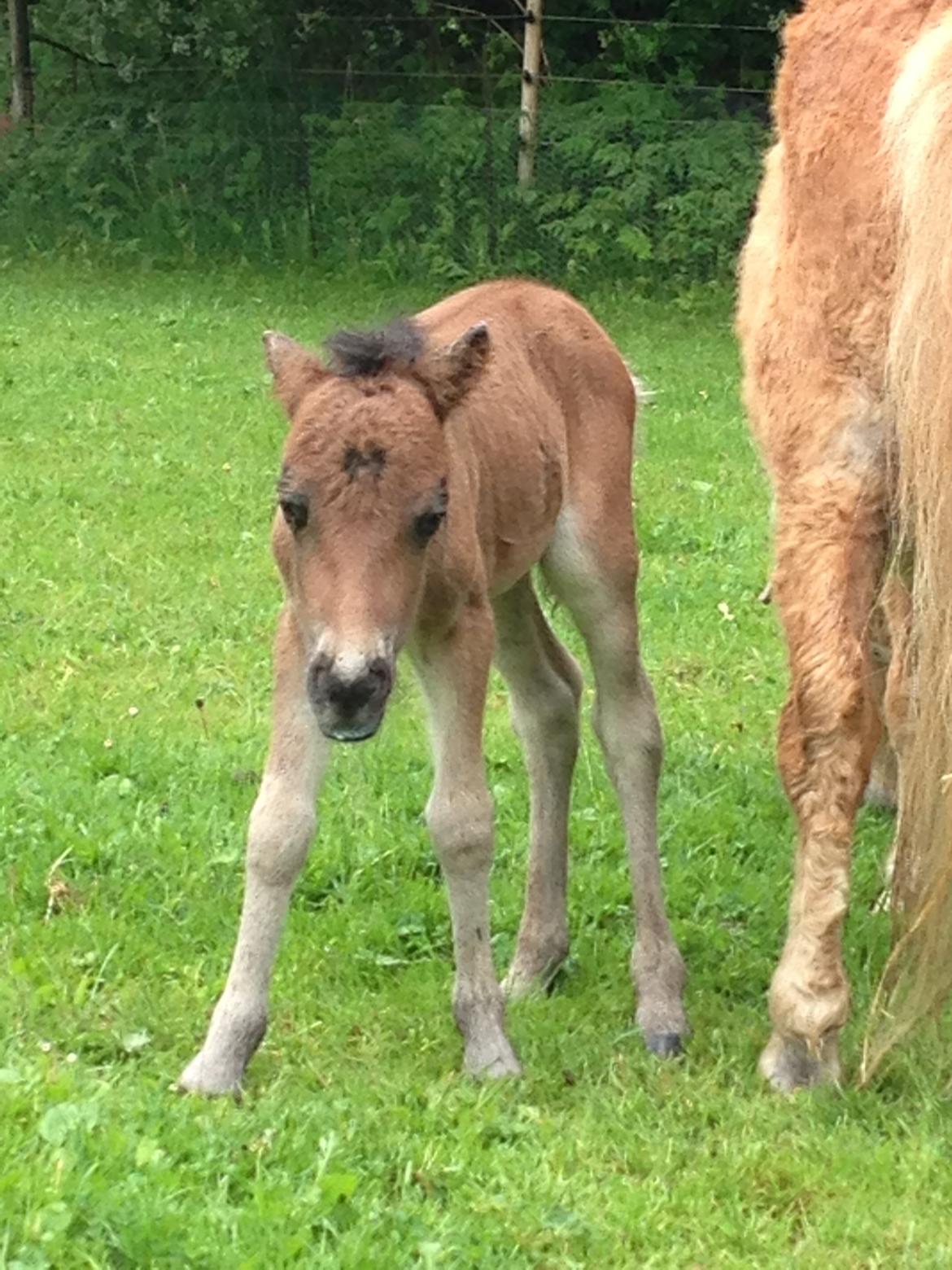 Anden særlig race Cira (udlånt) billede 8