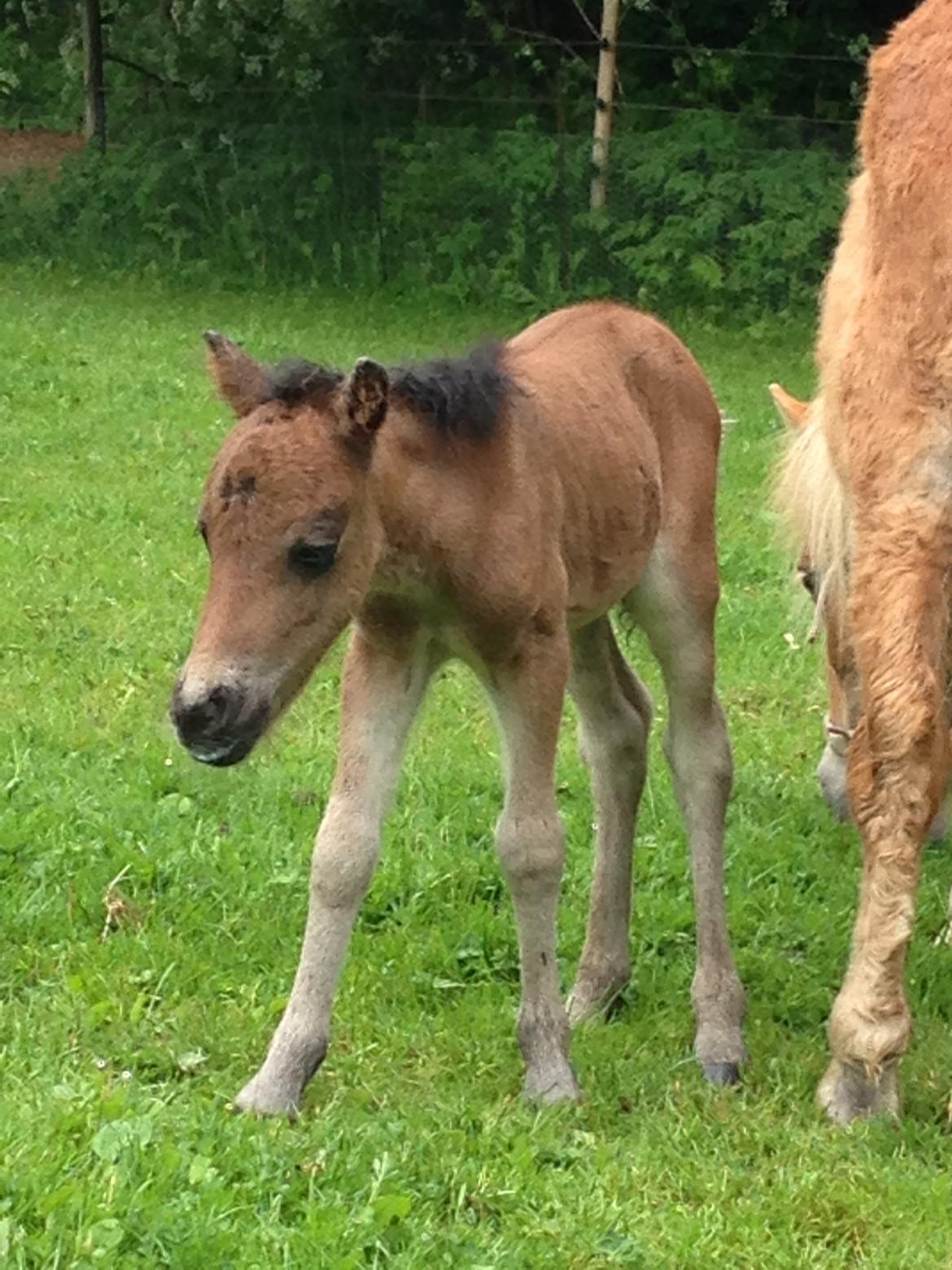 Anden særlig race Cira (udlånt) billede 9