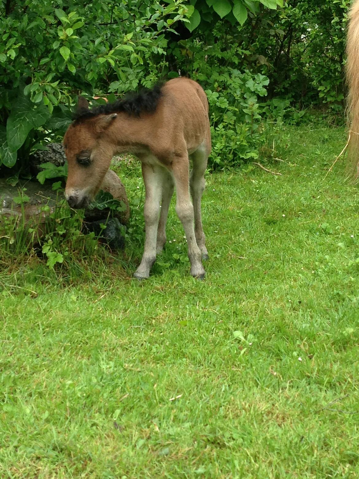 Anden særlig race Cira (udlånt) billede 10