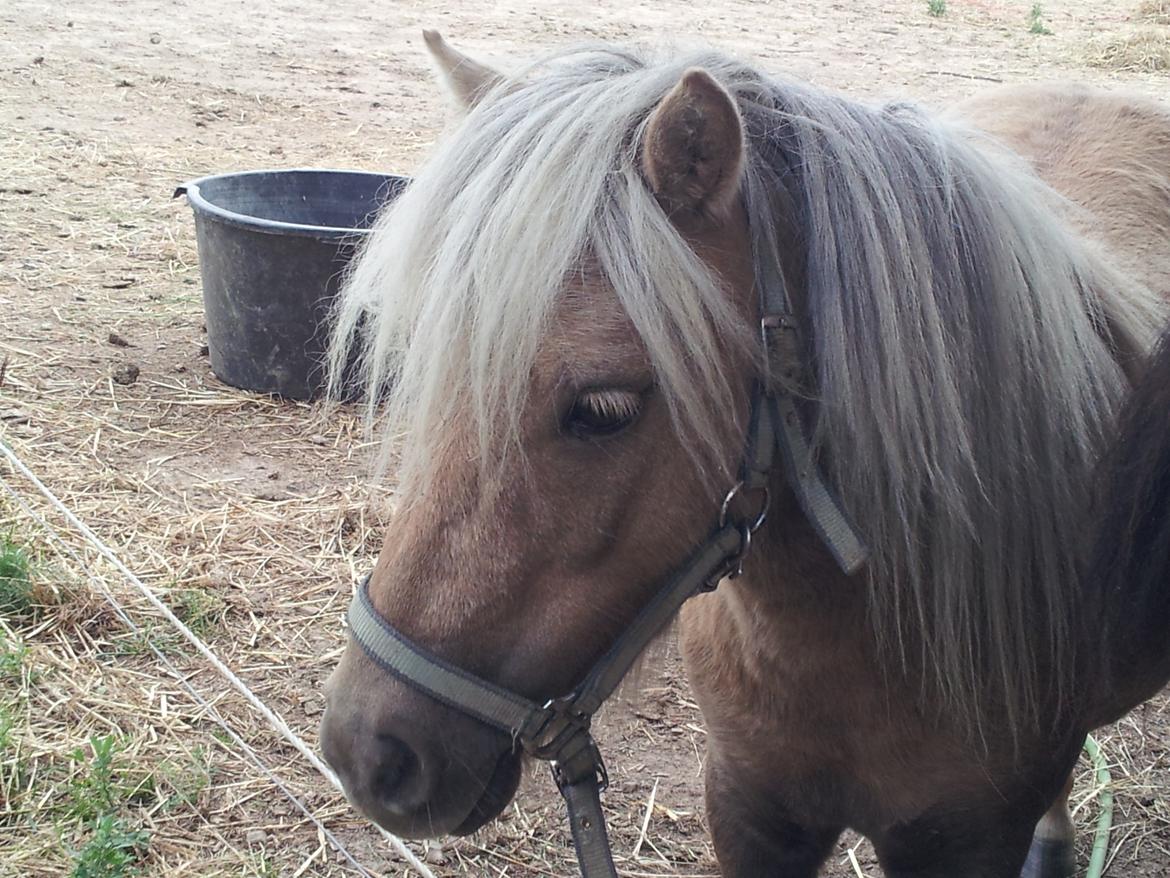 Shetlænder Alice <3 ! billede 6