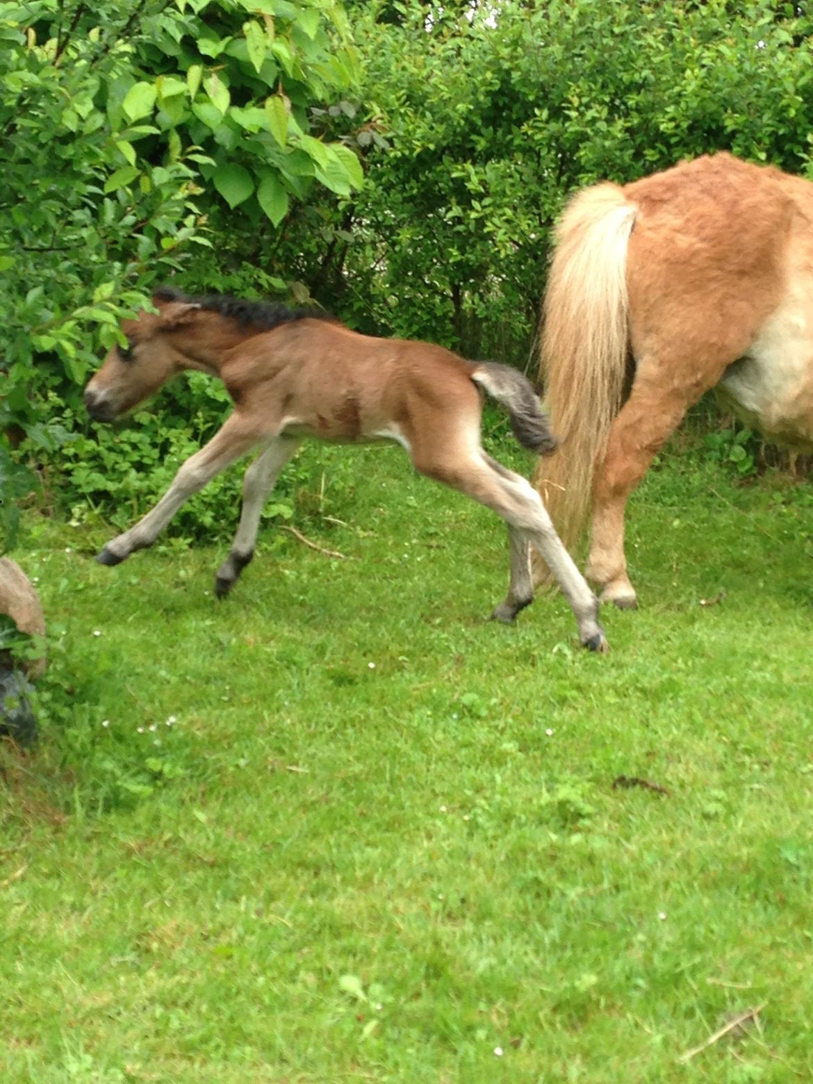 Anden særlig race Cira (udlånt) billede 11