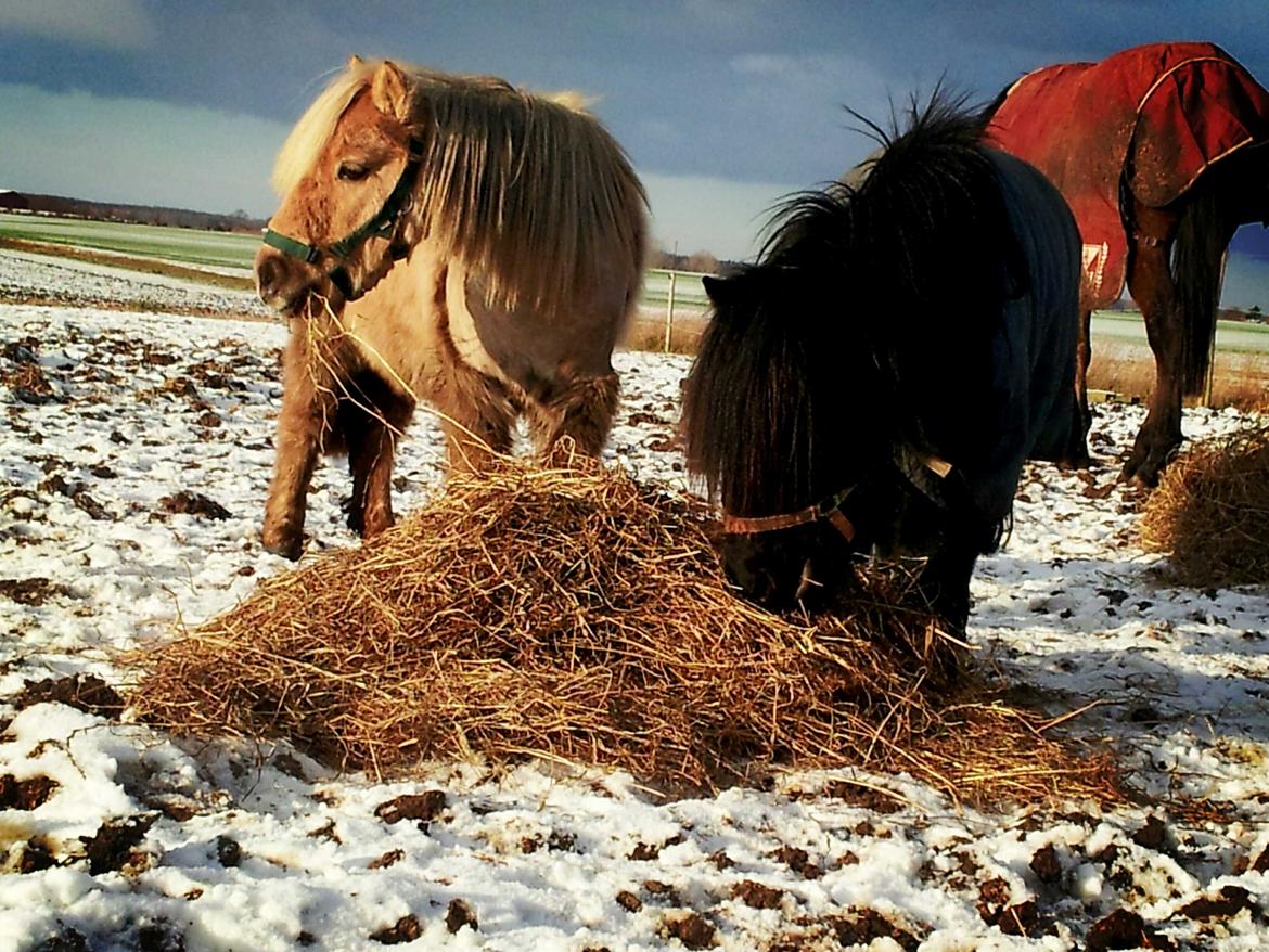 Shetlænder Alice <3 ! billede 7