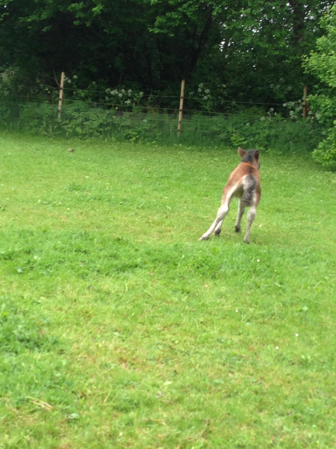 Anden særlig race Cira (udlånt) billede 12