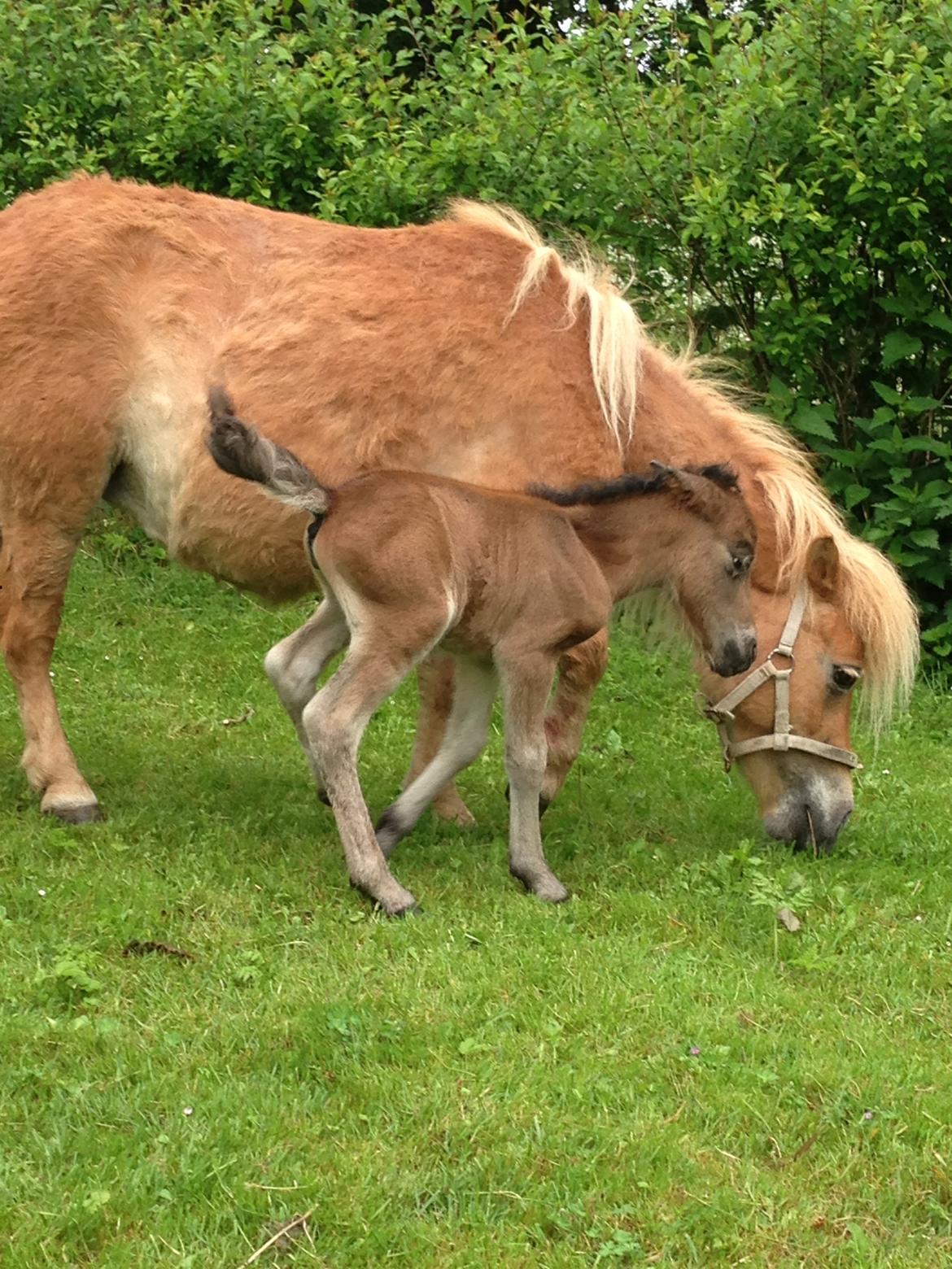Anden særlig race Cira (udlånt) billede 13