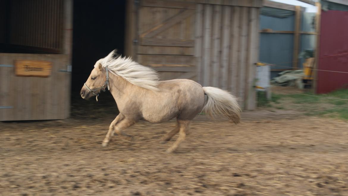 Shetlænder Alice <3 ! billede 8