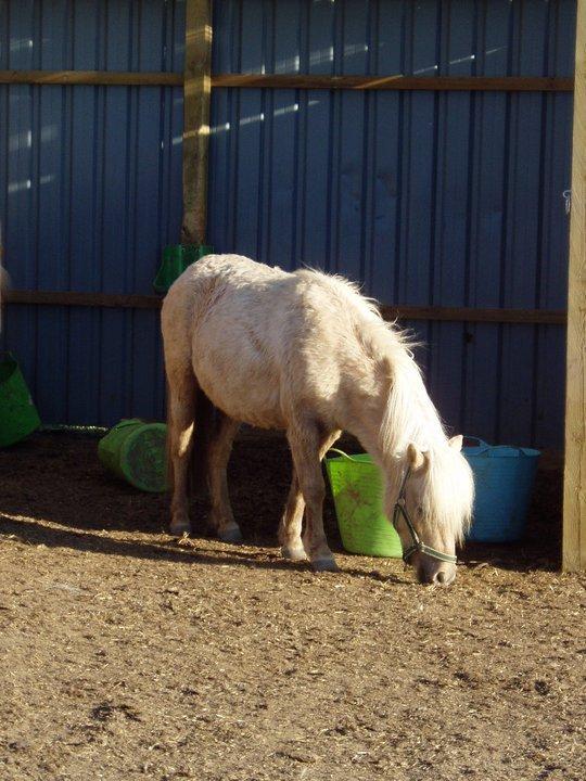 Shetlænder Alice <3 ! billede 9