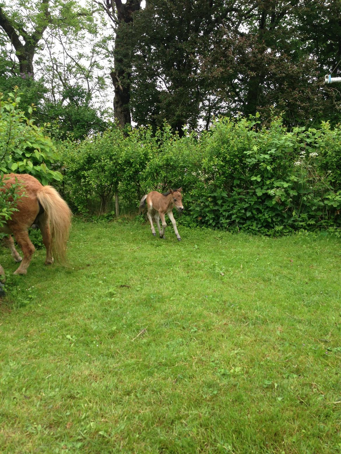 Anden særlig race Cira (udlånt) billede 14