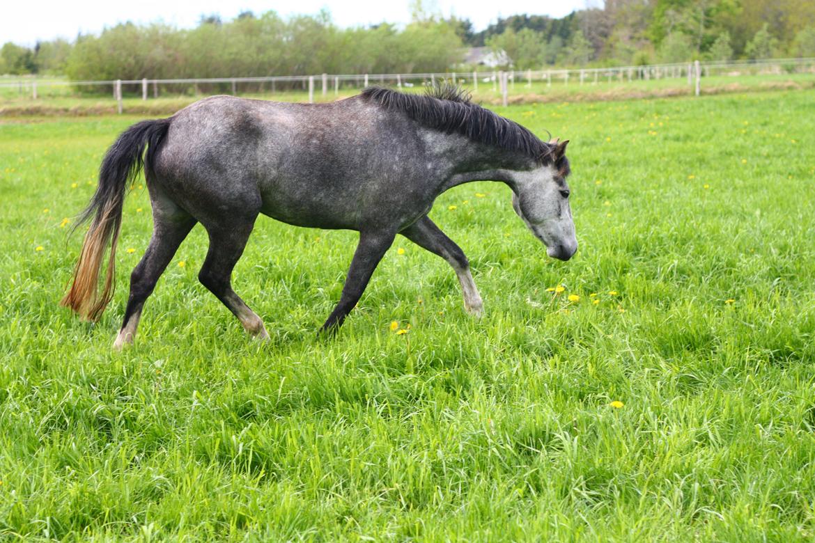 New Forest Egeballes Suzuki. billede 16