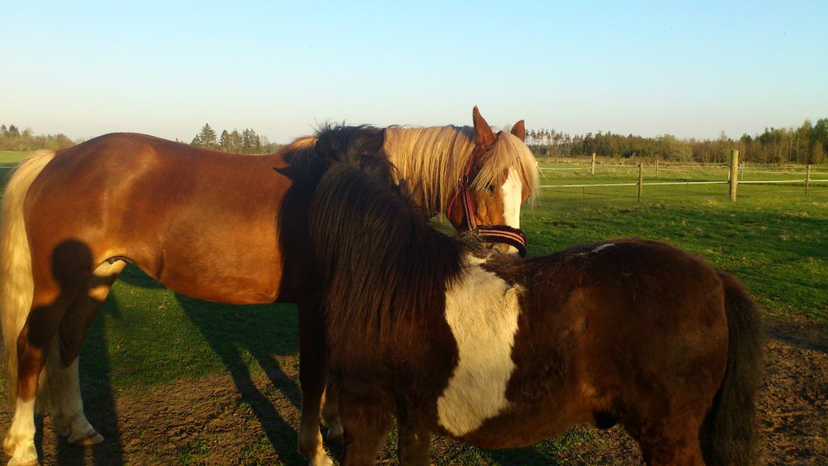 Shetlænder musser billede 2