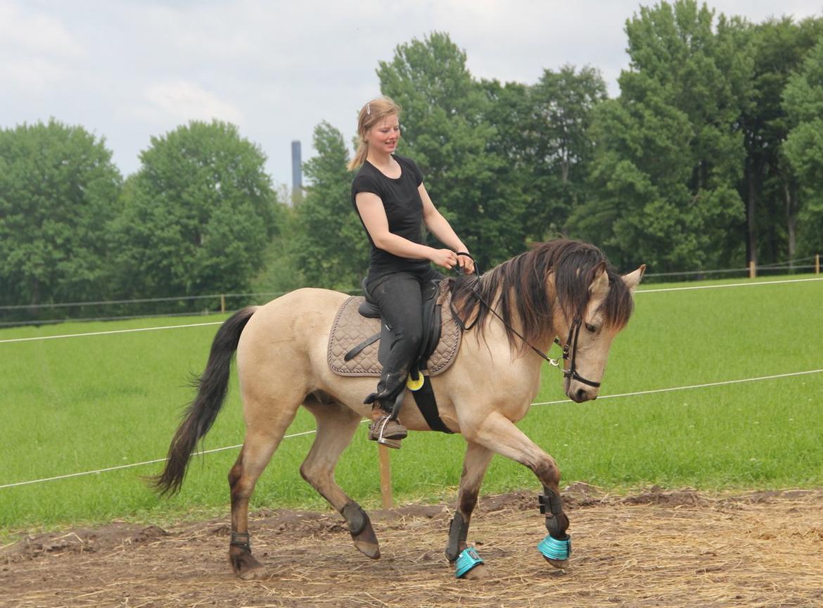 Anden særlig race Chico billede 17