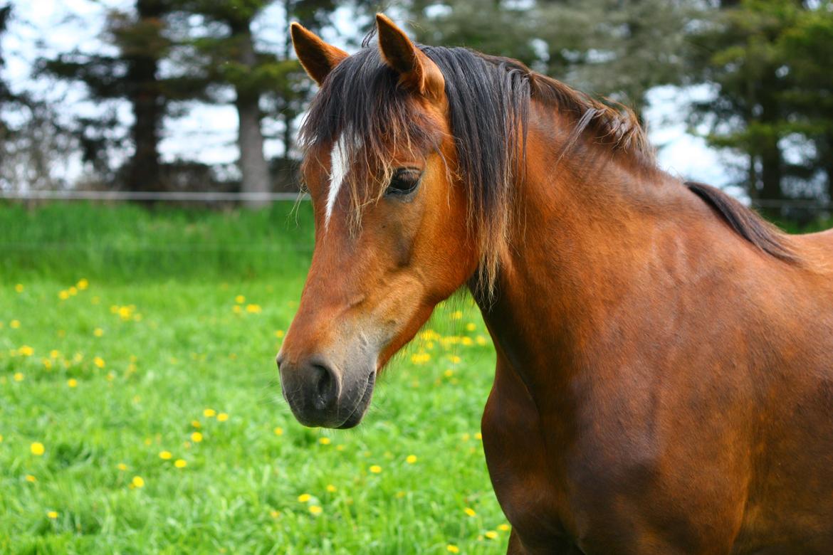 New Forest Calandias Bright Star billede 3