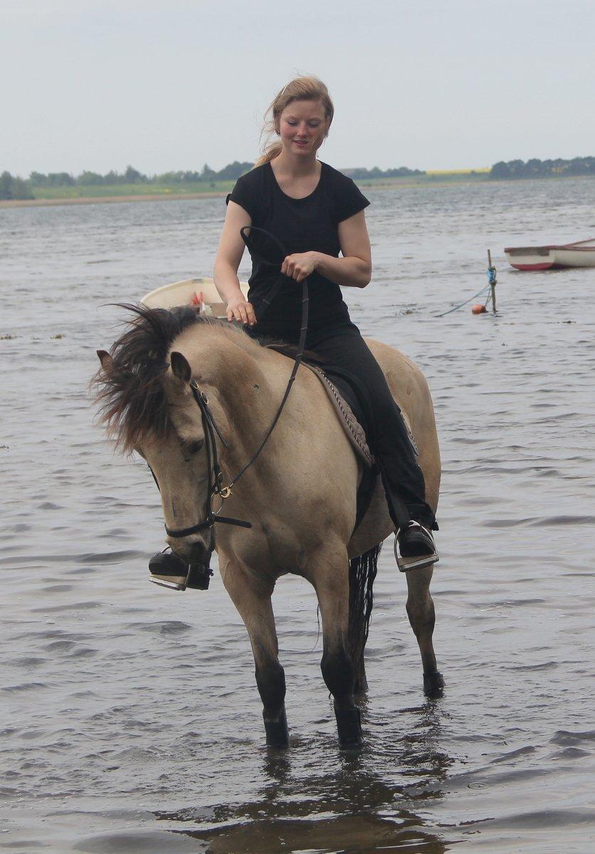 Anden særlig race Chico billede 24