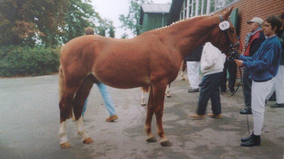 Frederiksborg Dandi Fuglebjerg billede 15