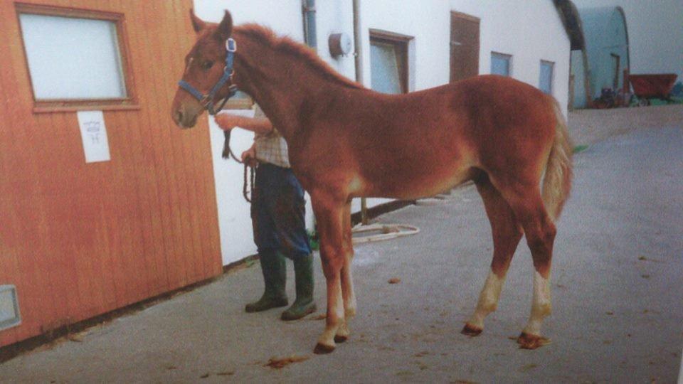 Frederiksborg Dandi Fuglebjerg billede 17