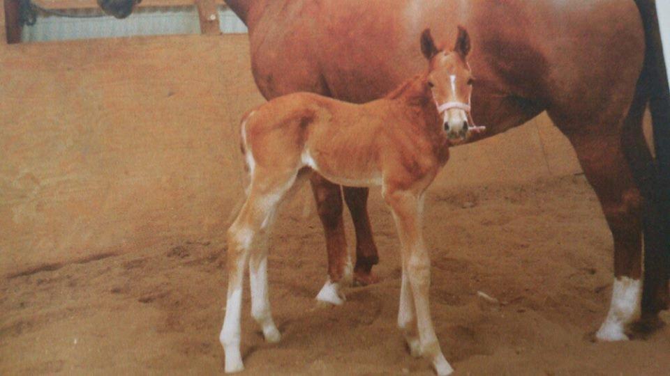 Frederiksborg Dandi Fuglebjerg billede 18