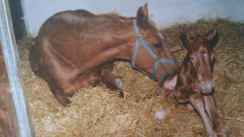Frederiksborg Dandi Fuglebjerg billede 19