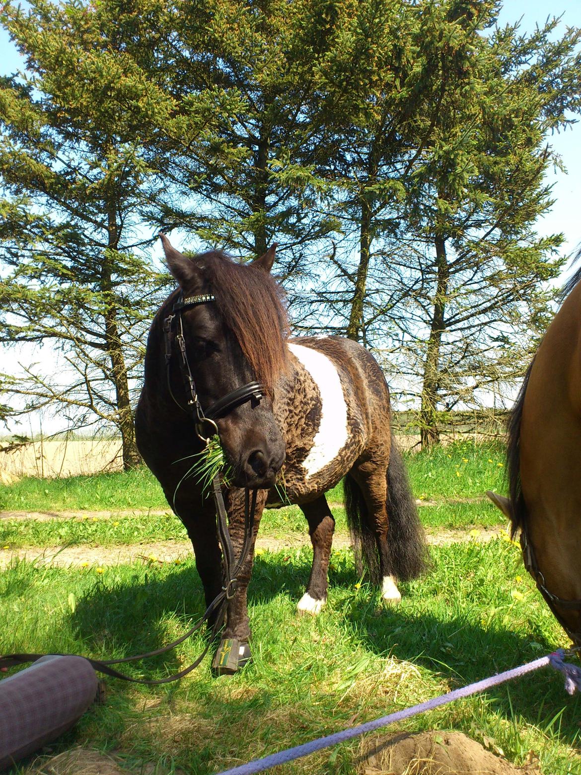 Shetlænder musser billede 3