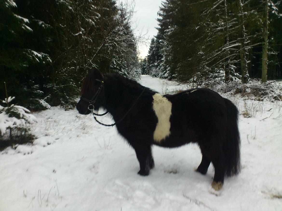 Shetlænder musser billede 4