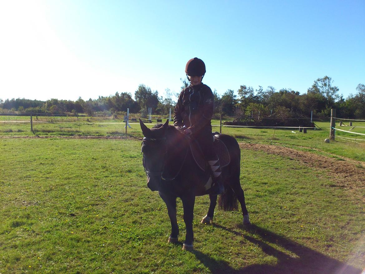 Shetlænder musser billede 5