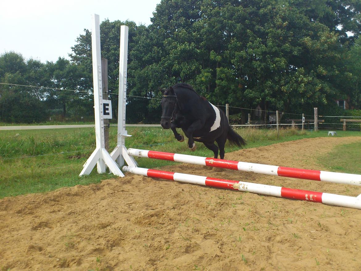 Shetlænder musser billede 6