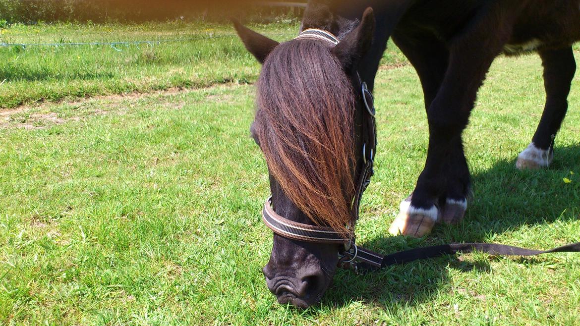 Shetlænder musser billede 7