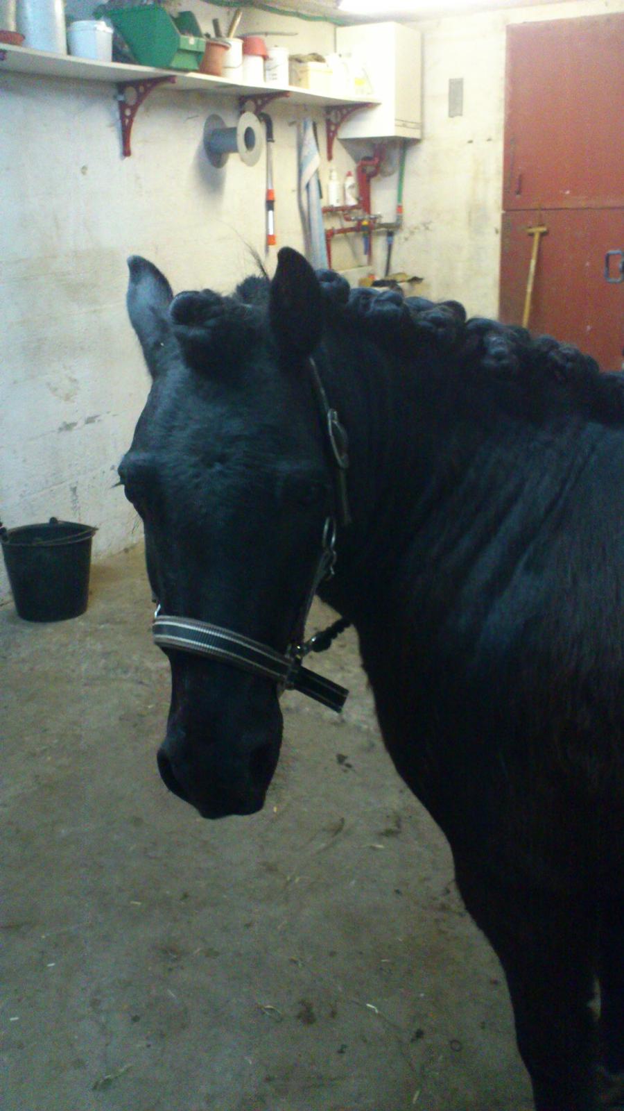 Shetlænder musser billede 8