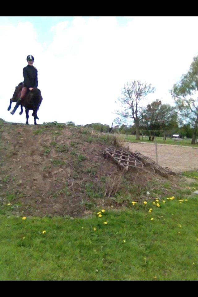 Shetlænder Lille Carl billede 10