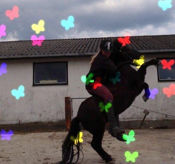 Shetlænder Lille Carl billede 14