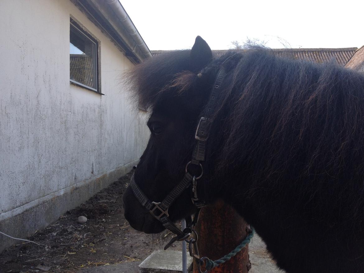 Shetlænder Lille Carl billede 15