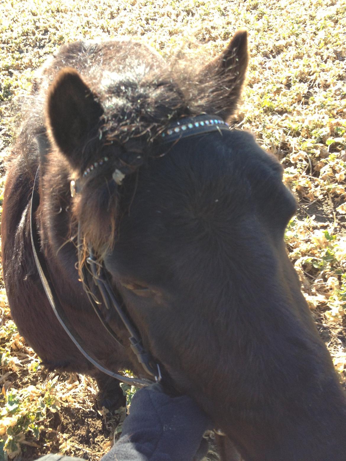 Shetlænder Lille Carl billede 16